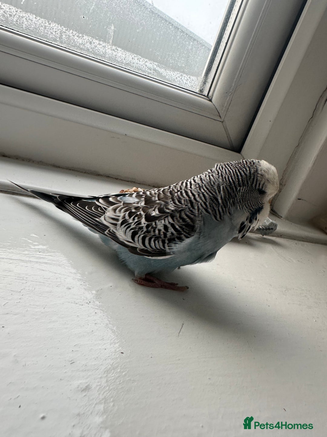 Budgerigars birds for sale: Baby Budgie - Advert 1