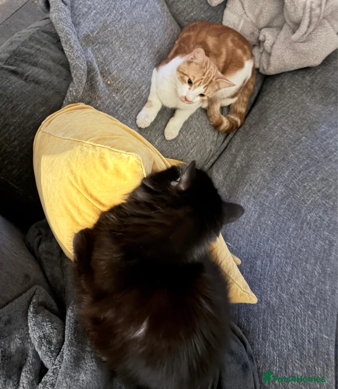 Mixed Breed cats for sale: Stunning Black Cat – Iris (7 Years Old) - Advert 2