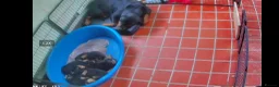 Rottweiler dogs for sale: Last pup from litter , male Second biggest pup - Advert 2