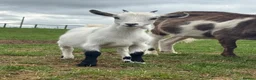 Goats livestock for sale: Female Pygmy Goats for Sale  - Advert 1