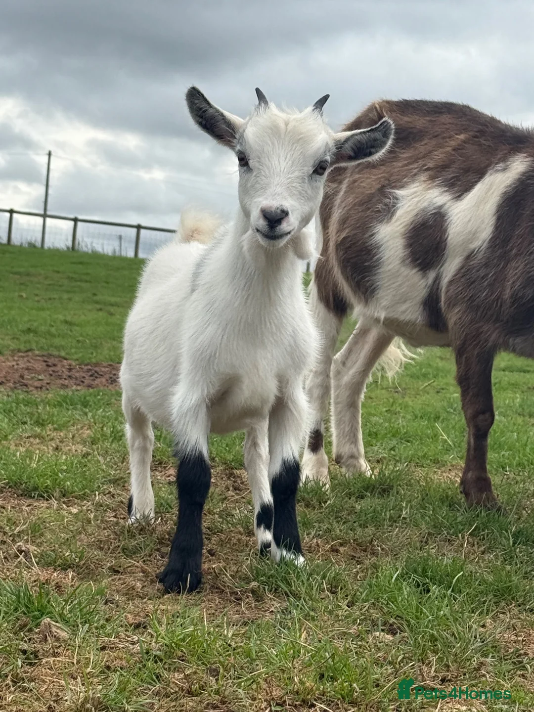 Goats livestock for sale: Female Pygmy Goats for Sale  - Advert 1