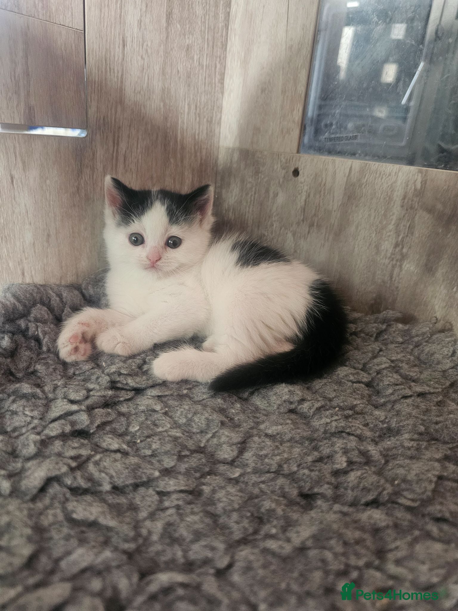Mixed Breed cats Rare Lilac Ragdoll Cross Super Fluffy Kittens - Advert 2