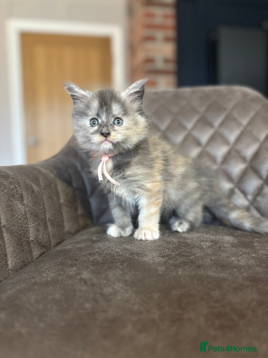 Maine Coon cats for sale: Maine Coon Kittens - Ready early Feb - Advert 16