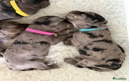 Cockapoo dogs for sale: Beautiful Cockapoo Puppies - Image 5