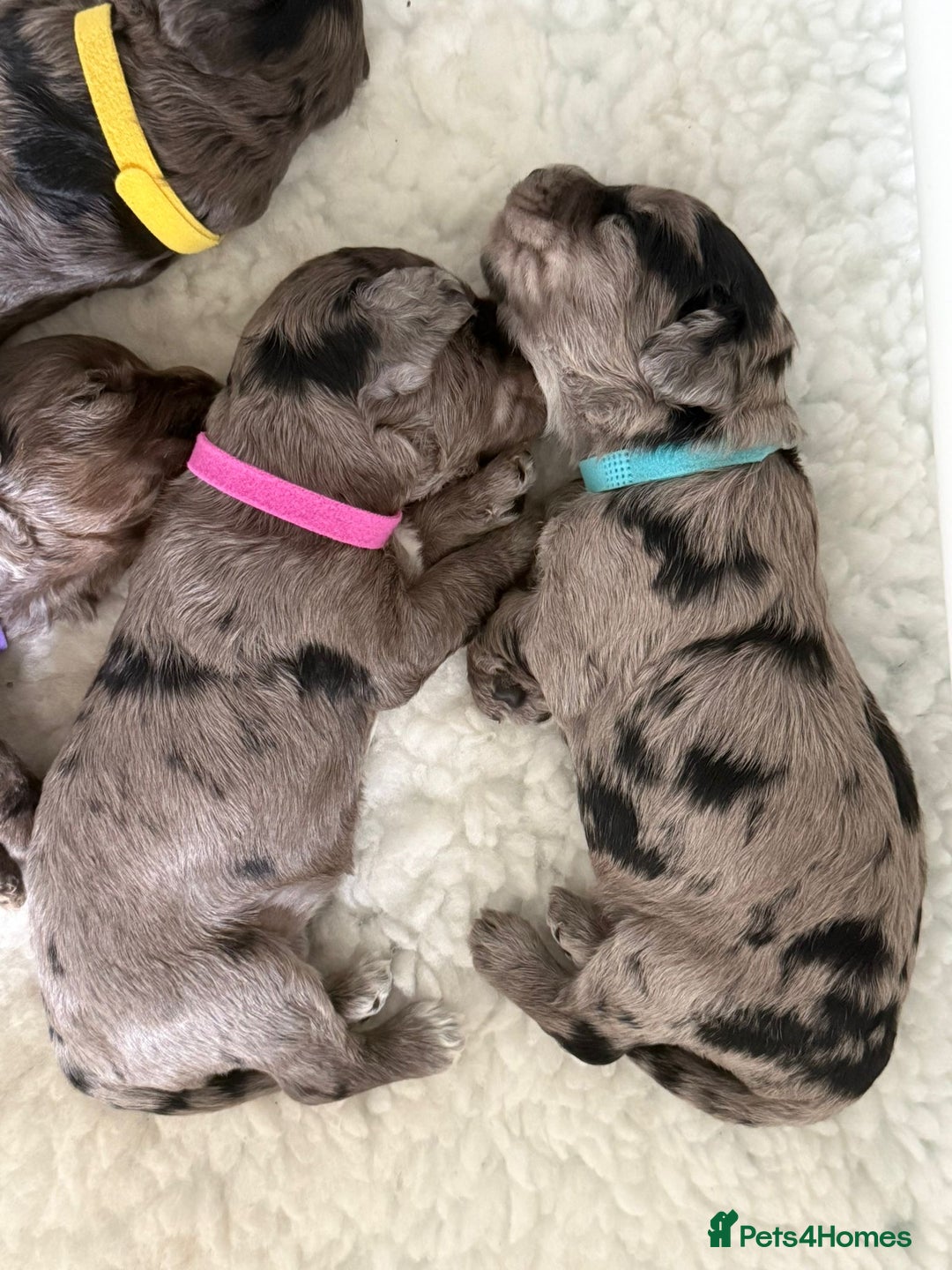 Cockapoo dogs for sale: Beautiful Cockapoo Puppies - Image 5