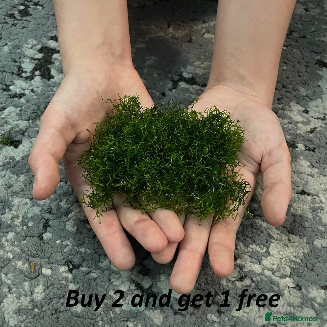 Corys fish for sale: Guppy grass*Riccia*CHEMICAL FREE*BUY 2 Get 1 FREE* - Advert 4