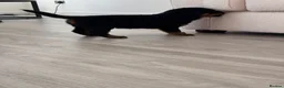 Rottweiler dogs for sale: Traditional type  KC Registered Rottweiler pups  - Advert 13