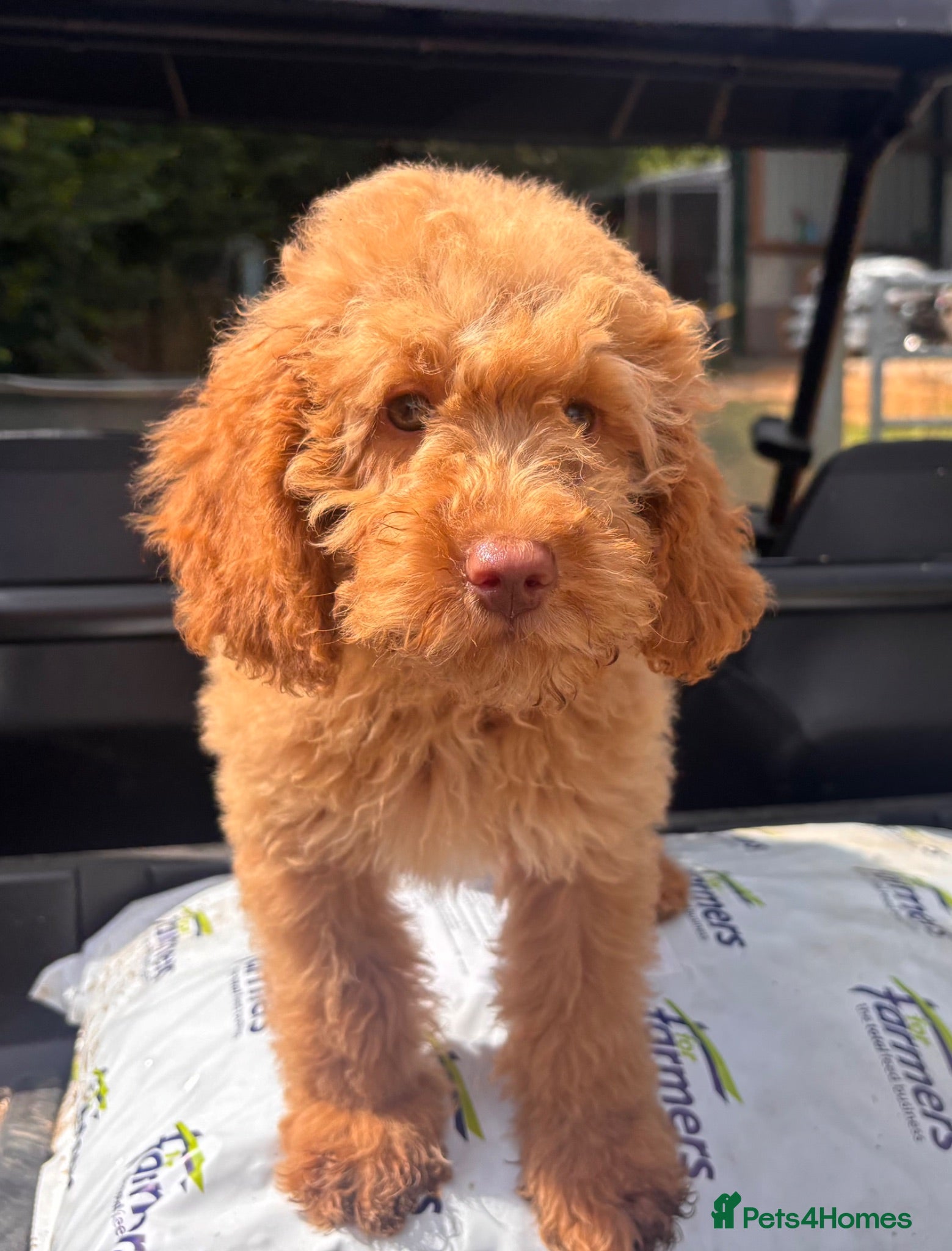 Miniature Poodle dogs KC reg Miniature Poodles - Advert 1