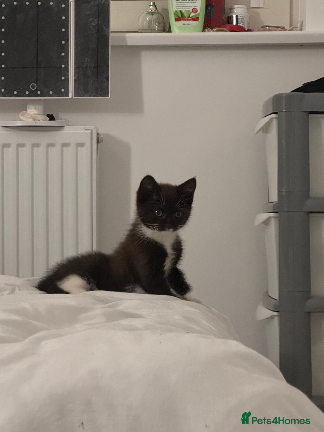 British Shorthair cats for sale: 11 week old male kitten - Image 4