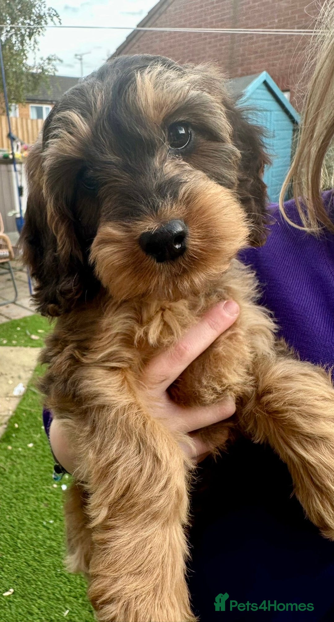 Cockapoo dogs for sale: Cuddly, cute, calm, sable Cockapoo puppies  - Image 30