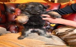 German Shepherd dogs for sale: Long-Haired Straight Back German Shepherd Puppies - Image 7