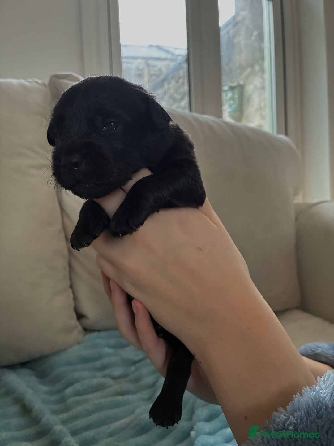 Patterdale Terrier dogs for sale: Patterdale pups  - Advert 12