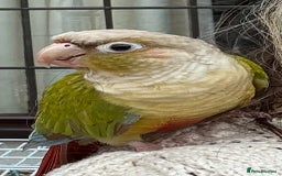 Conures birds for sale: 🌟 Beautiful Tame Conure – Rehoming 🌟 - Image 1