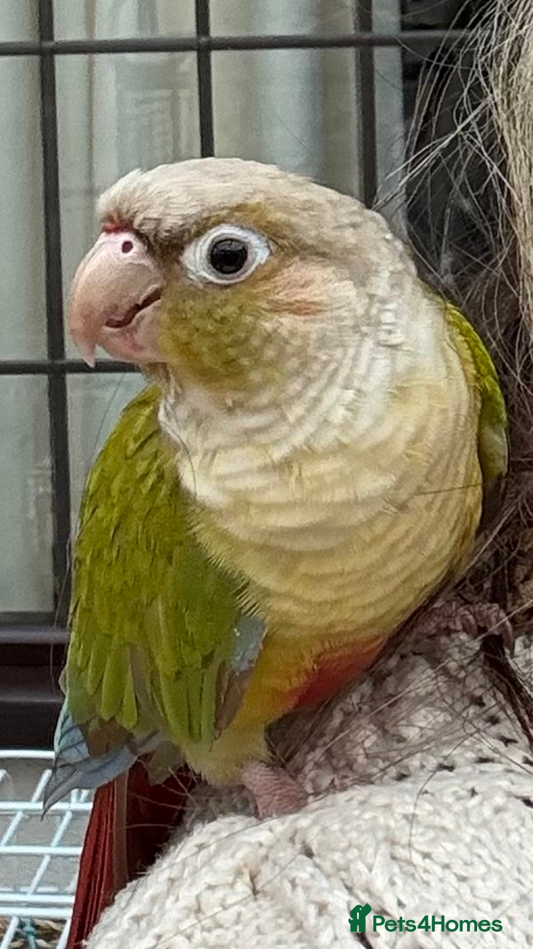 Conures birds for sale: 🌟 Beautiful Tame Conure – Rehoming 🌟 - Image 1