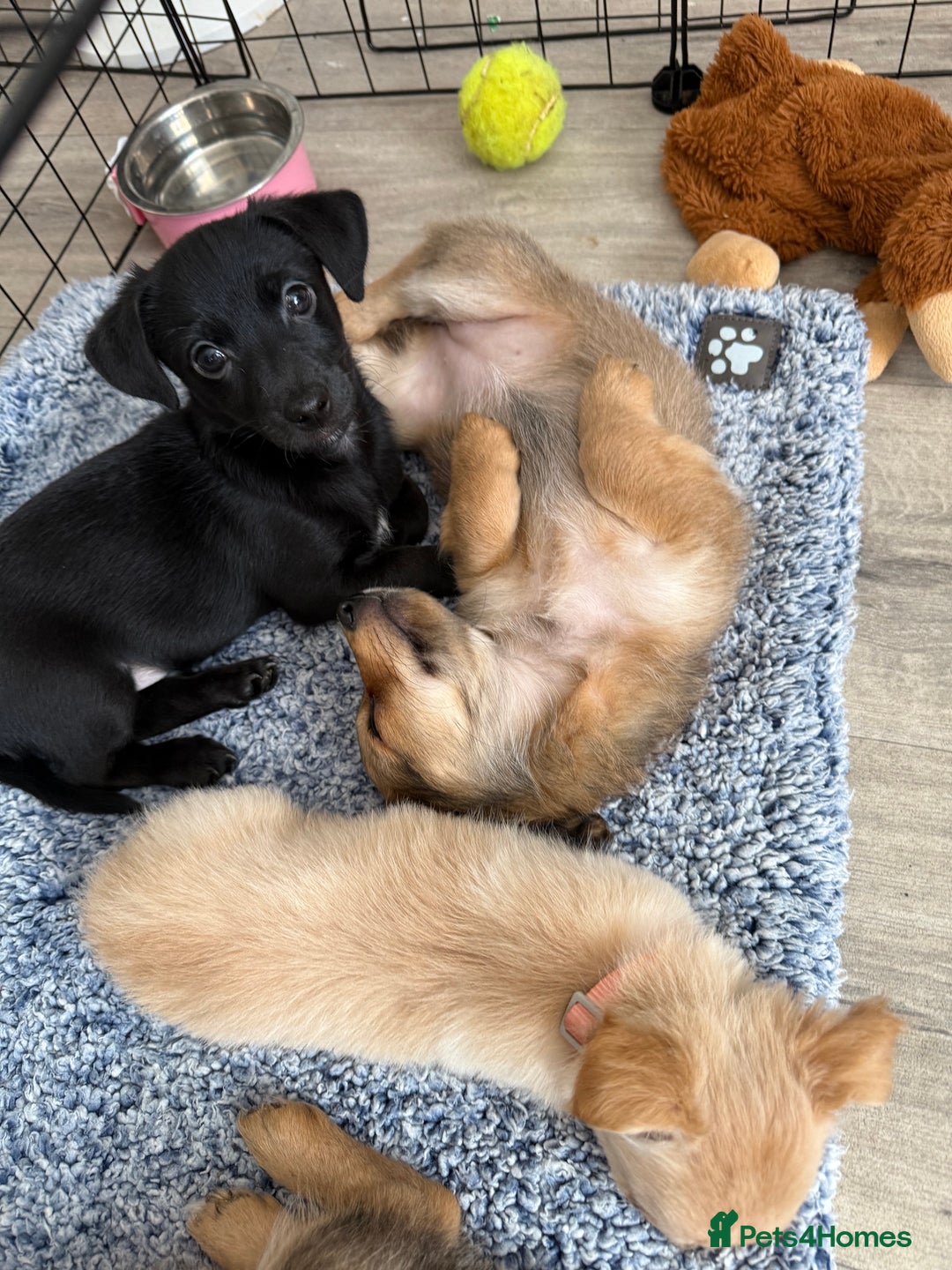Chiweenie dogs for sale: chiweenies READY NOW !  - Image 3