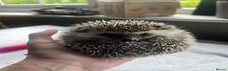 Pygmy Hedgehog rodents for sale: Pygmy hedgehog for sale. - Advert 5