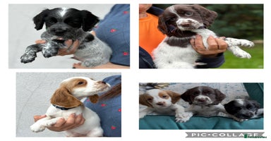Cocker Spaniel dogs - Advert 10