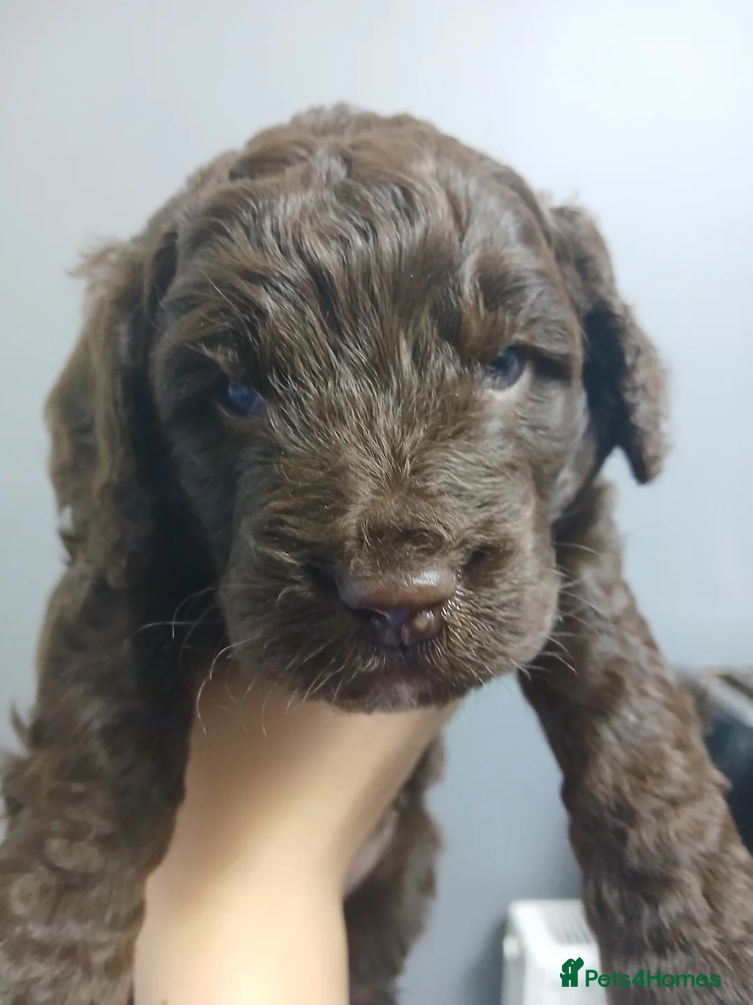 Cockapoo dogs for sale: F1 miniature cockapoo male - Advert 9