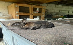 Rex rabbits for sale: Selection of Mini Rex boys  - Image 7
