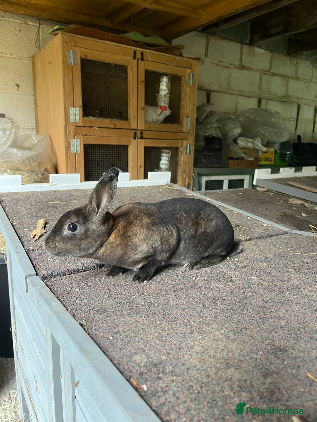 Rex rabbits for sale: Selection of Mini Rex boys  - Image 7