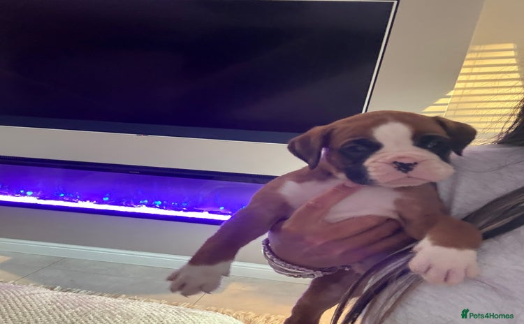Boxer dogs - Advert 2