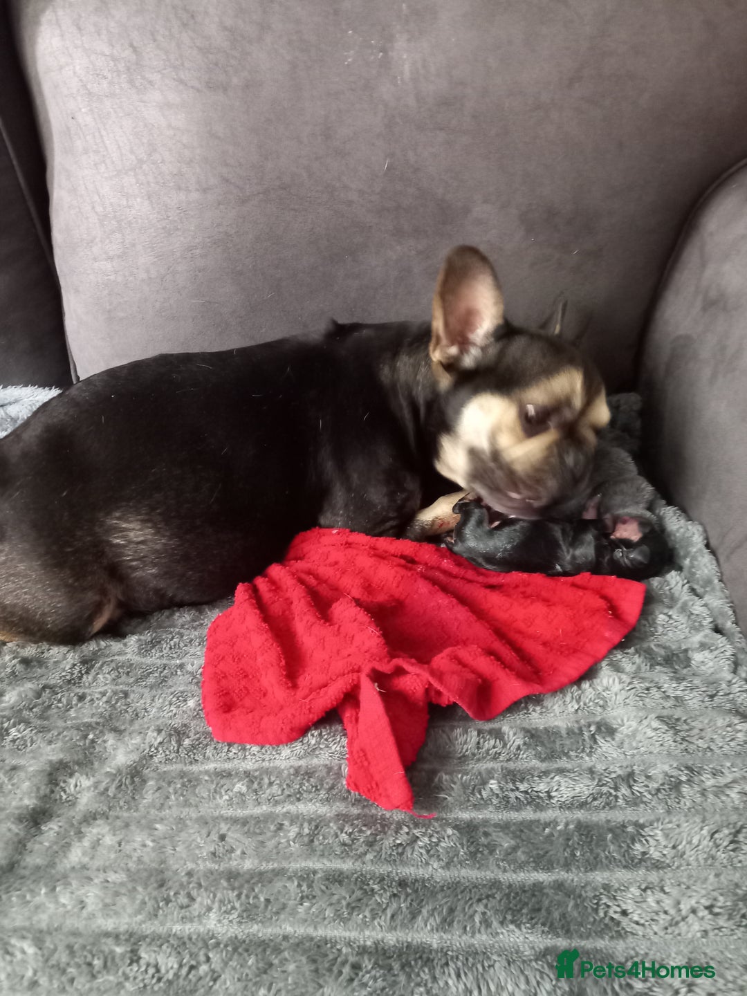 Mixed Breed dogs for sale: Frenchie/Dachshund puppies - Image 17