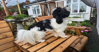 Havanese dogs - Advert 5