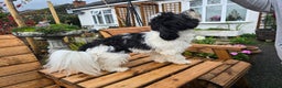 Havanese dogs for stud: KC Registered Havanese Stud - Advert 2