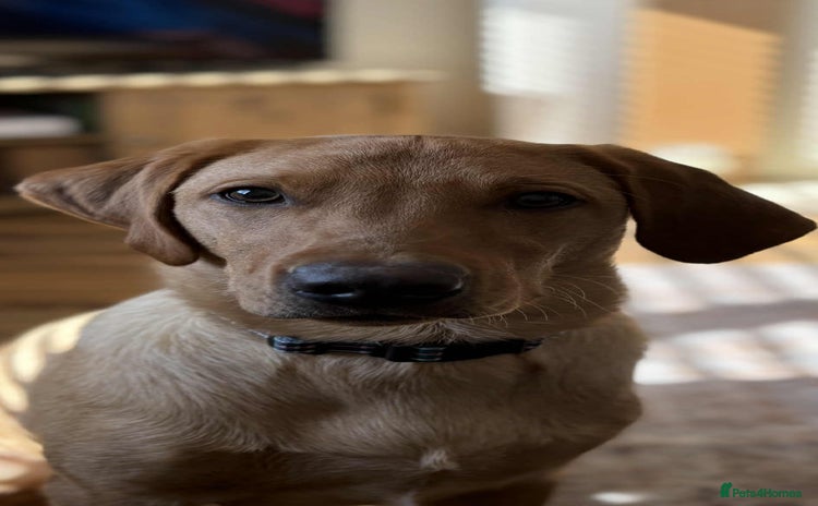 Labrador Retriever dogs - Advert 1