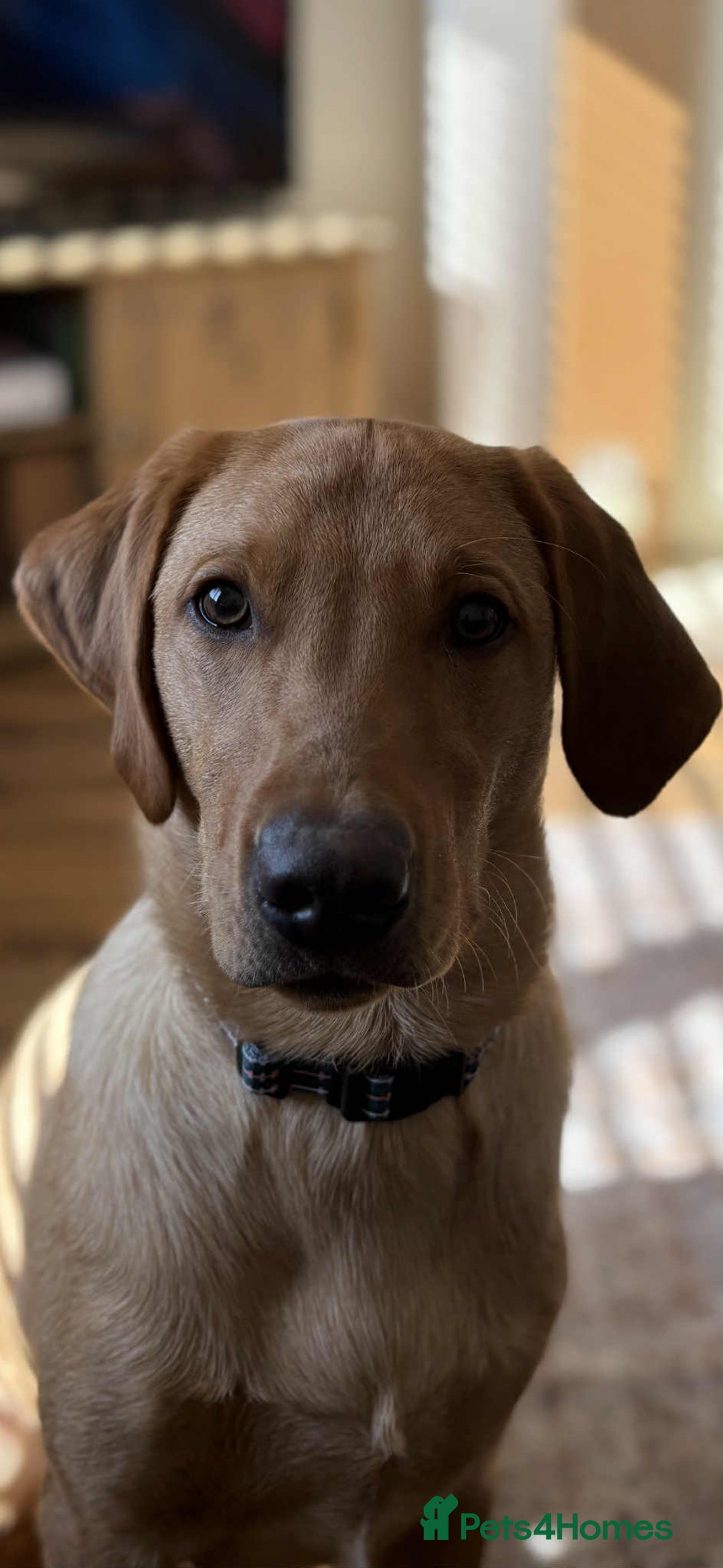Labrador Retriever dogs for sale: Cooper  - Image 1