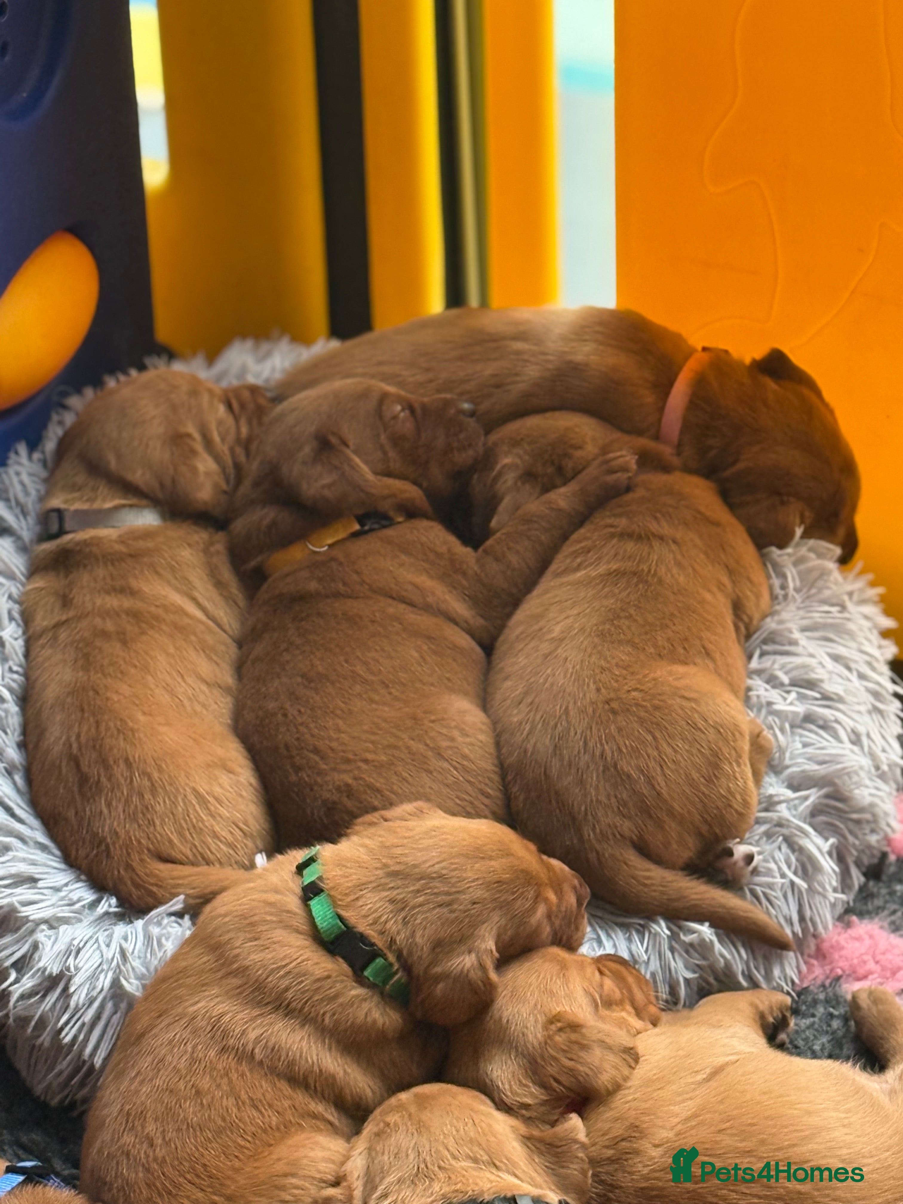 Labrador Retriever dogs Just a beautiful litter Deep reds  - Advert 2