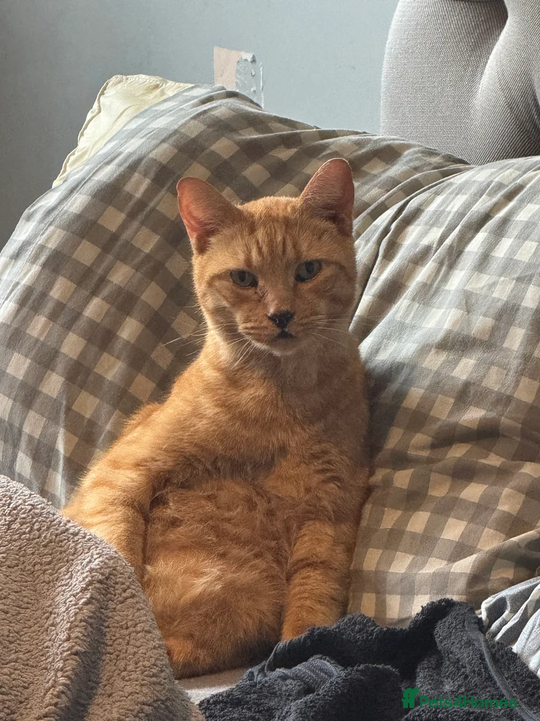 Mixed Breed cats for sale: Buddy in Southend-on-Sea - Advert 2