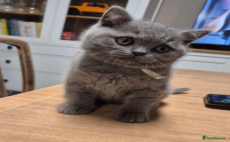 British Shorthair cats - Advert 1