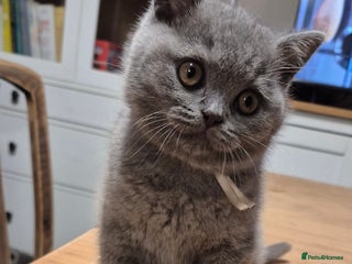 British Shorthair cats - Advert 2