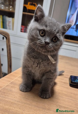 British Shorthair cats - Advert 1