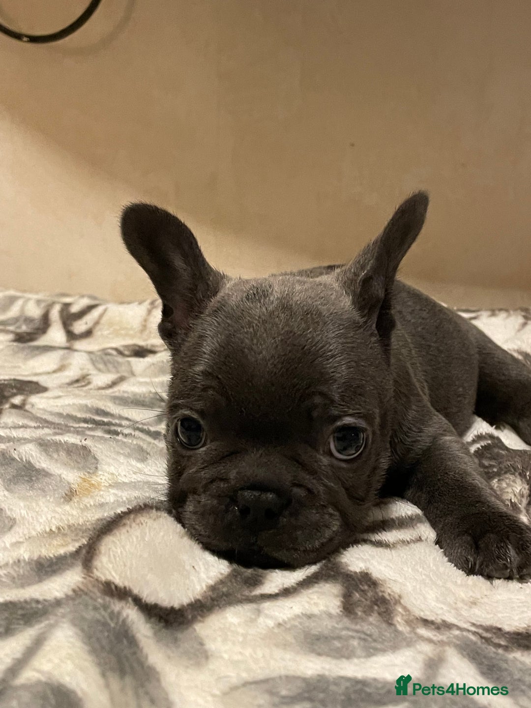 French Bulldog dogs for sale: French bulldog puppy’s  - Image 16