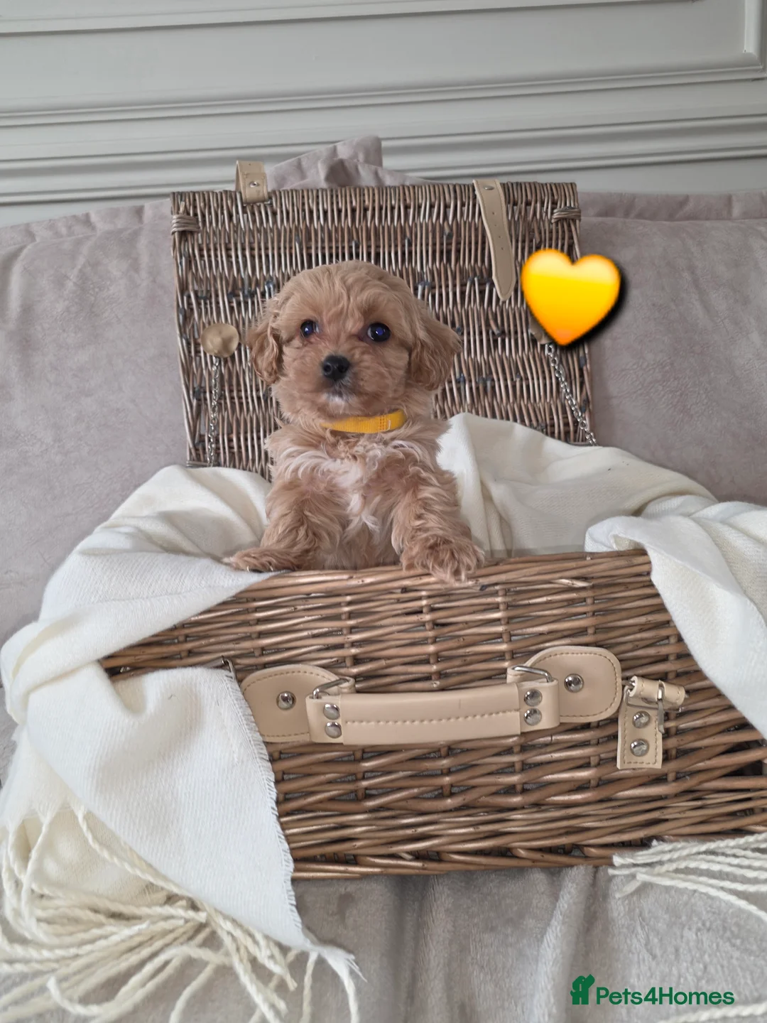 Maltipoo dogs for sale: Five gorgeous multi-poo puppies 3boys 2 girls - Advert 11