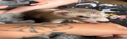 Ferret rodents for sale: Trio Male ferrets in Stevenage - Advert 3