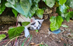 British Shorthair cats for sale: Kittens in Northampton - Image 11