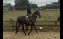 British Warmblood horses for sale: Fudge the yard favourite  - Image 3