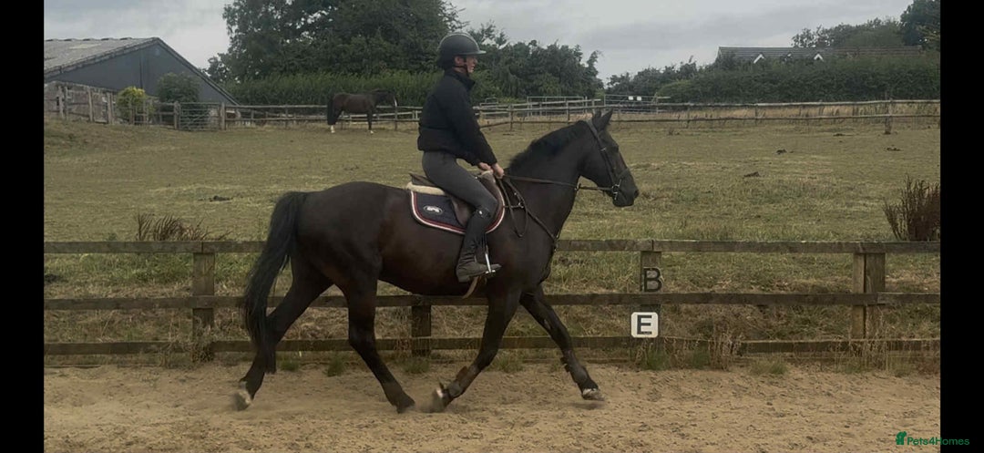 British Warmblood horses for sale: Fudge the yard favourite  - Image 3