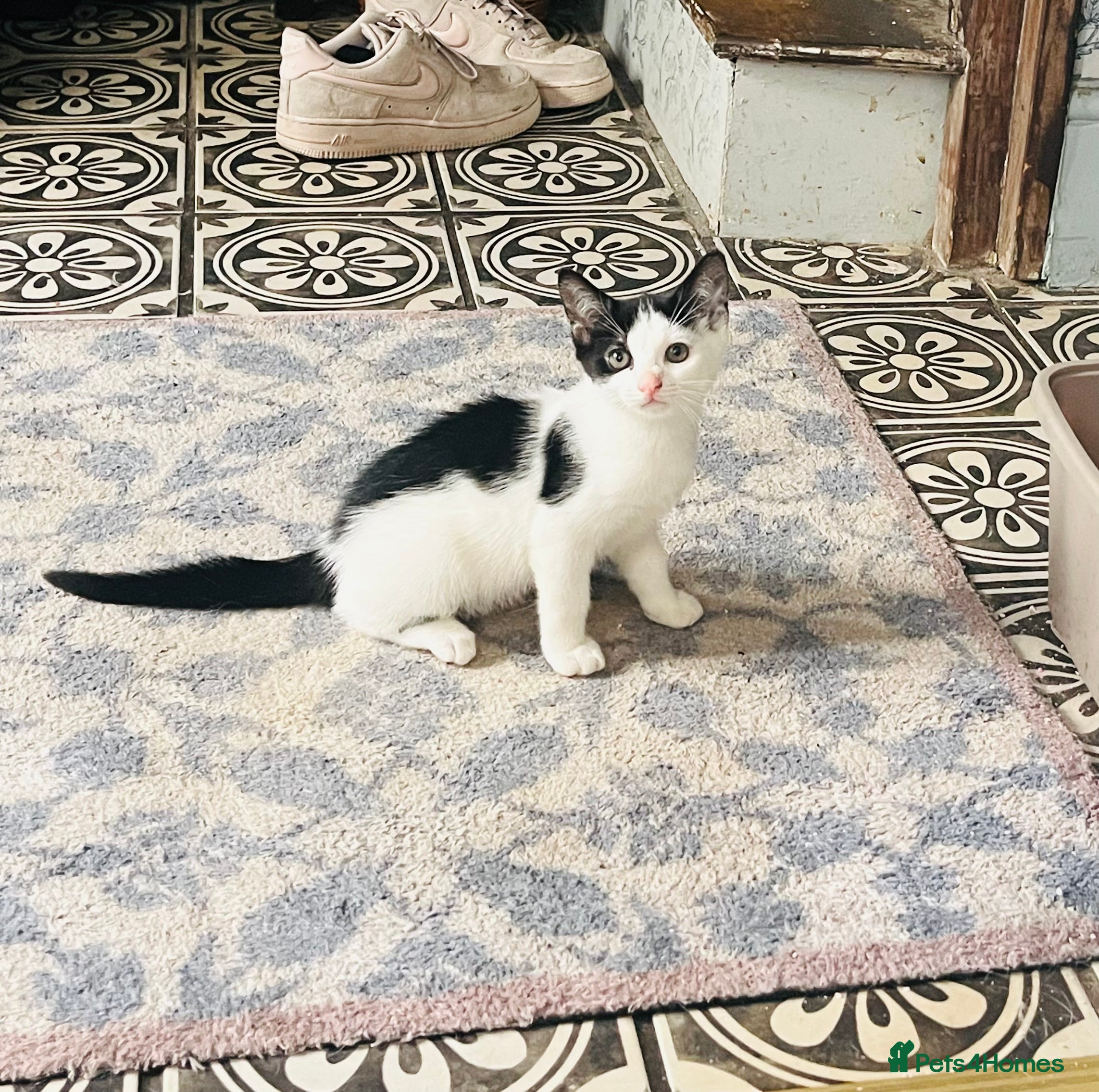 Mixed Breed cats beautiful kittens for sale - Advert 2