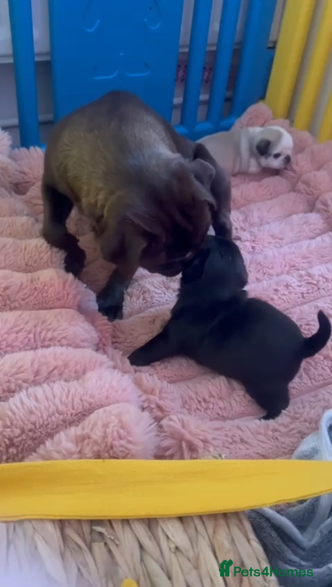 Pug dogs for sale: 2 pug puppies for sale - Image 11
