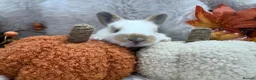Rex rabbits for sale: Rex x Netherland dwarf  - Advert 12