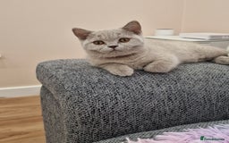 British Shorthair cats for sale: British Shorthair Lilac kittens  - Image 2
