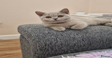 British Shorthair cats - Advert 8