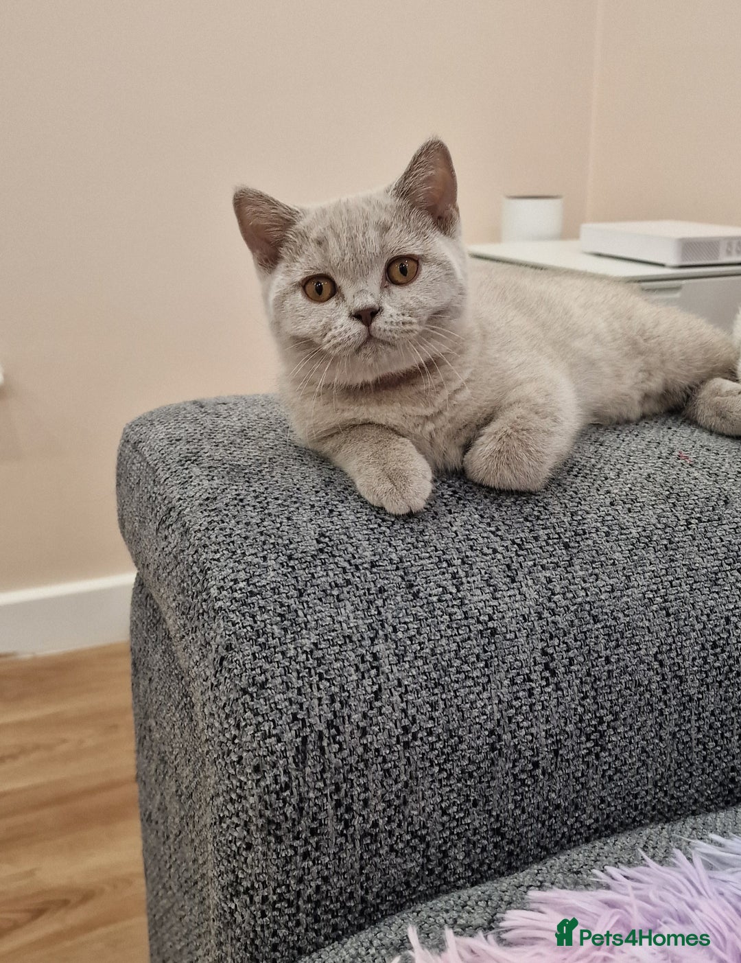 British Shorthair cats for sale: British Shorthair Lilac kittens  - Image 2
