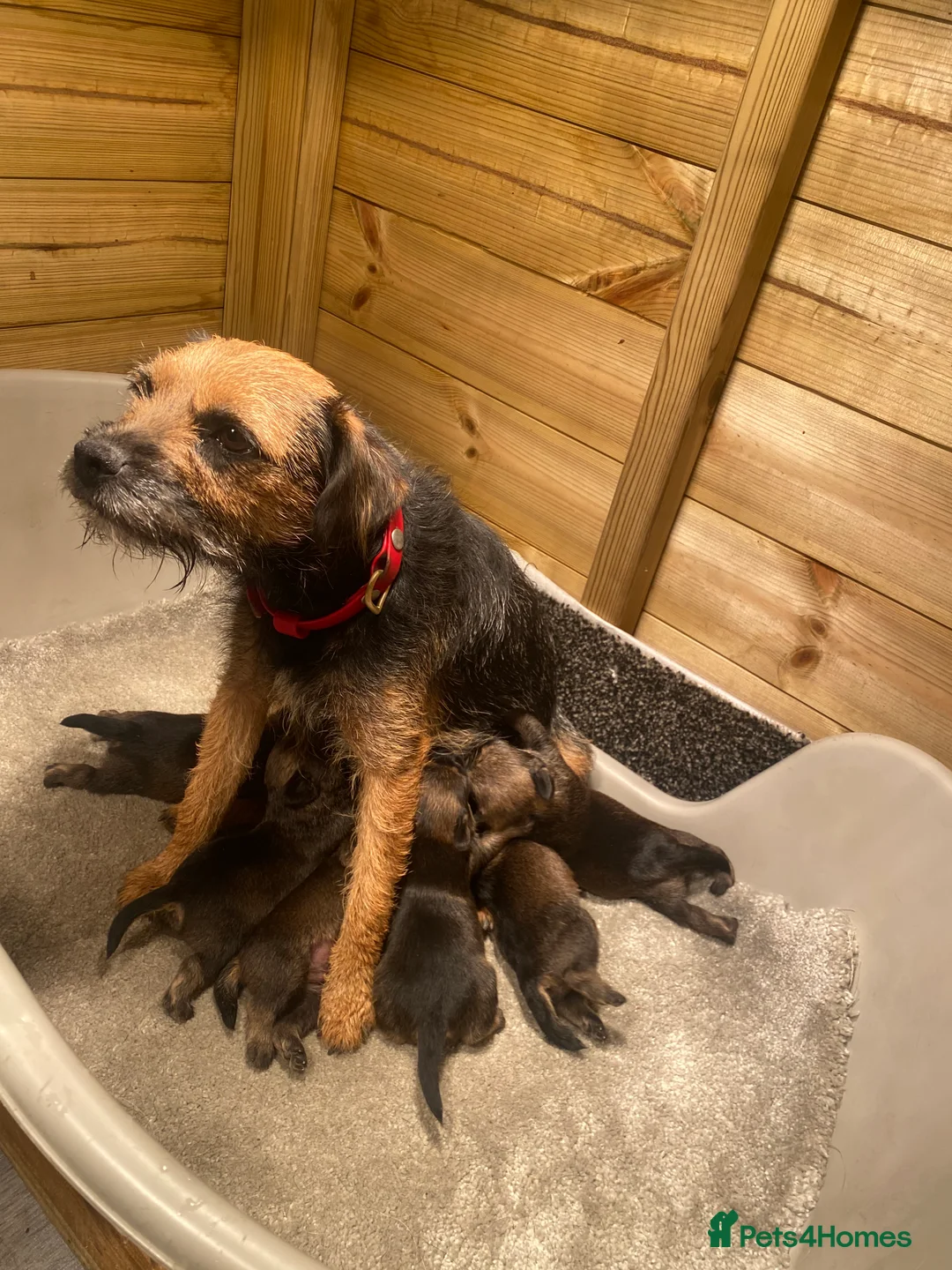 Border Terrier dogs for sale: ⭐️BORDER TERRIER PUPPIES  - Advert 30
