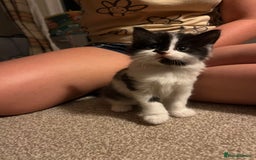 Mixed Breed cats for sale: Black and white Kittens - Image 6