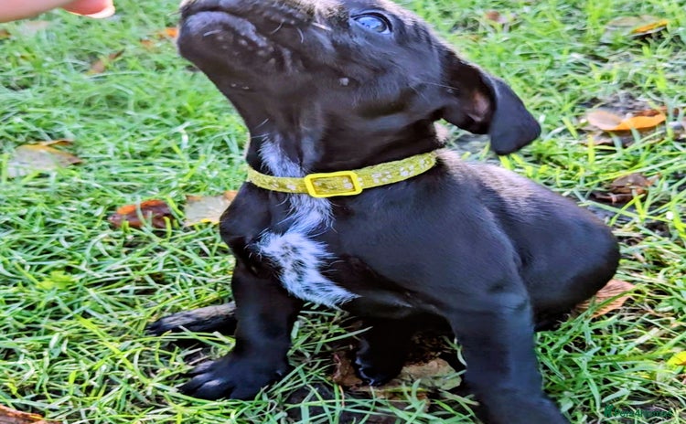 Mixed Breed dogs French bulldog x German short haired puppies - Advert 3